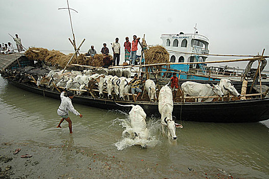 母牛,不同,达卡,孟加拉,五月,2005年