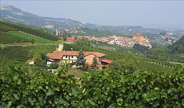 葡萄园,城堡,巴罗洛葡萄酒,意大利,欧洲