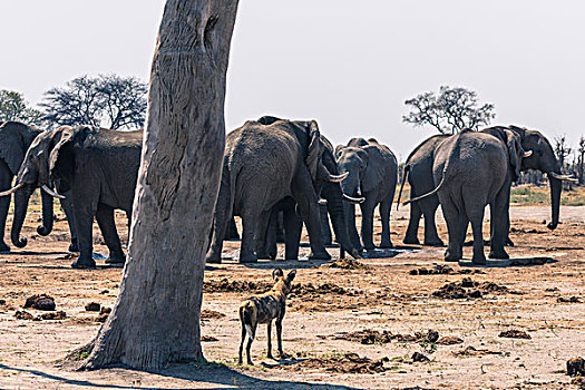博茨瓦纳,乔贝国家公园,萨维提,非洲野狗,非洲野犬属,看,大象,饮料,水潭
