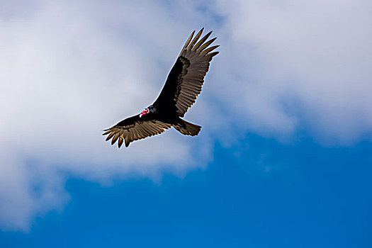 肉垂秃鹫,圣斯皮里图斯,省,古巴,北美