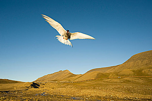 挪威,斯匹次卑尔根岛,朗伊尔城,北极燕鸥,成年,飞行