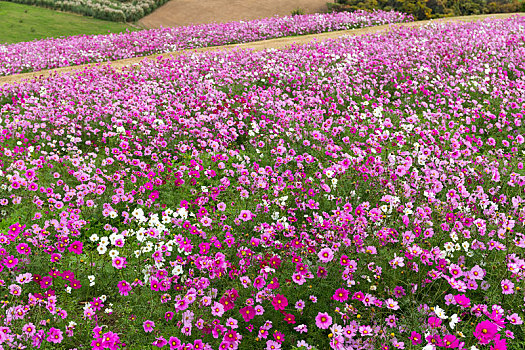 天宇,花圃