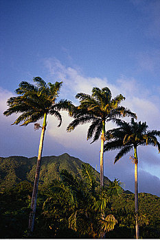 尼维斯岛,棕榈树,天空,西印度群岛