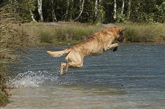 切萨皮克湾寻猎犬,跳跃,水