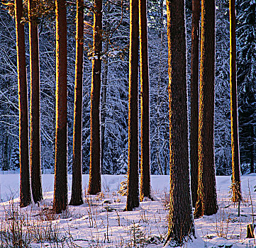树干,雪,树林