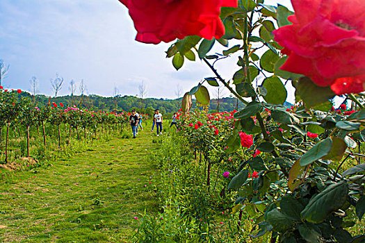 玫瑰花庄园