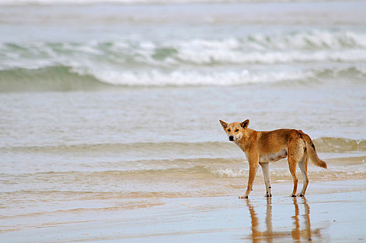澳洲野狗,狼,海滩,弗雷泽岛,昆士兰,澳大利亚,大洋洲