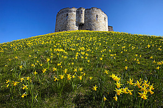 英格兰,北约克郡,春花,向上,塔,一半,１３世纪