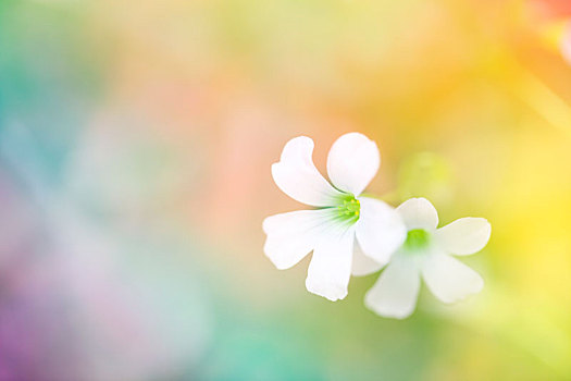 花朵局部特写