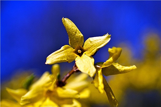 黄色,连翘属植物,花,蓝天,荷兰