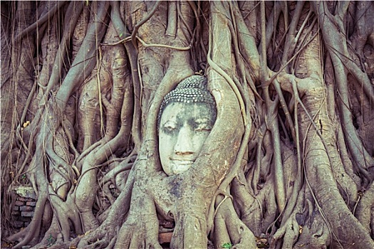 头部,佛像,树,根部,玛哈泰寺,大城府,泰国