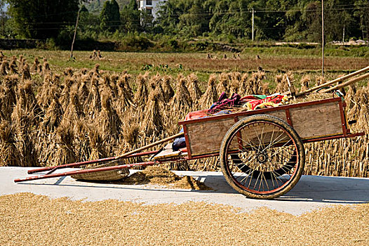 人力车,停放,旁侧,稻田,中国
