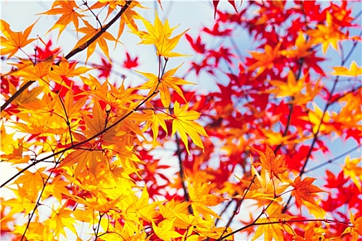 彩色,变化,枫树,离开,秋天