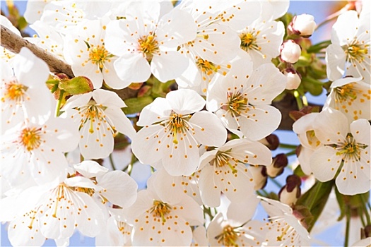 白色,樱花,春天