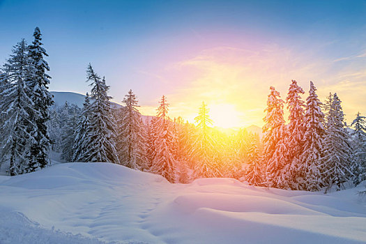 漂亮,日落,冬天,树林