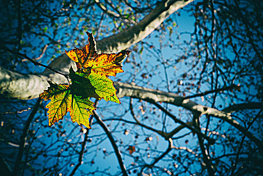 公园,叶子,秋天,自然,概念,背景