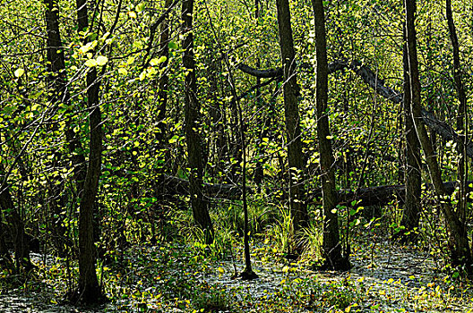 桤木,沼泽,国家公园,区域,梅克伦堡前波莫瑞州,德国,欧洲