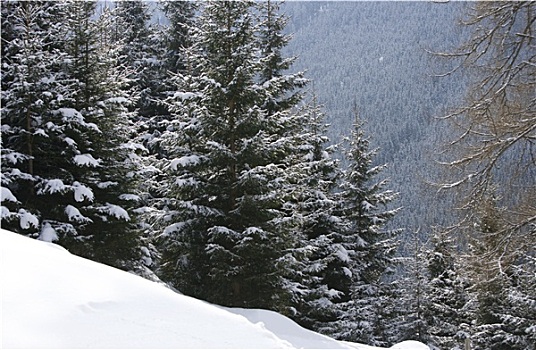 遥控,雪,山坡,树林,背景