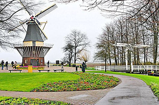 荷兰,库肯霍夫公园,风车