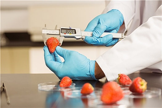 食物,科学家,测量,草莓