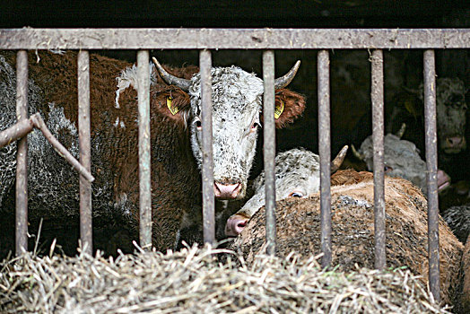 母牛,畜栏,农场