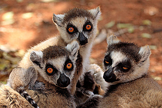 节尾狐猴,狐猴,成年,群,肖像,贝伦提保护区,马达加斯加,非洲