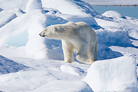 挪威,斯瓦尔巴特群岛,浮冰,幼兽,北极熊