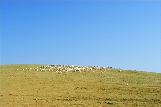 放牧,成群,山羊
