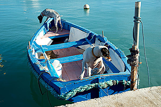 渔民,传统,马耳他,渔船,马尔萨什洛克,港口,狗