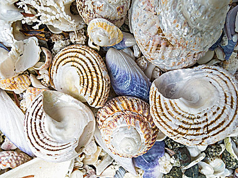 壳,尺寸,形状,彩色,西部,海岸,温哥华岛,不列颠哥伦比亚省,加拿大