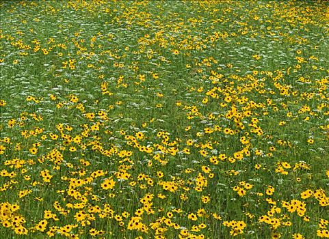 草地,满,盛开,金鸡菊属,州立公园,佛罗里达