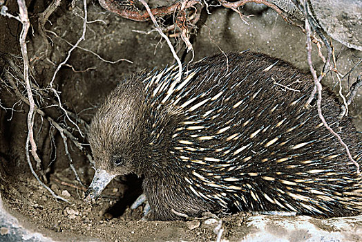 幼兽,巢穴,入口,澳大利亚