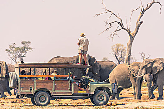 博茨瓦纳,乔贝国家公园,萨维提,男人,注视,大象,上面,旅游,交通工具