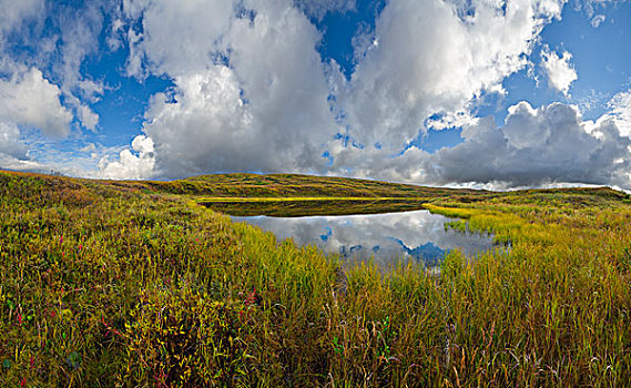 苔原,水塘,德纳里峰国家公园,阿拉斯加