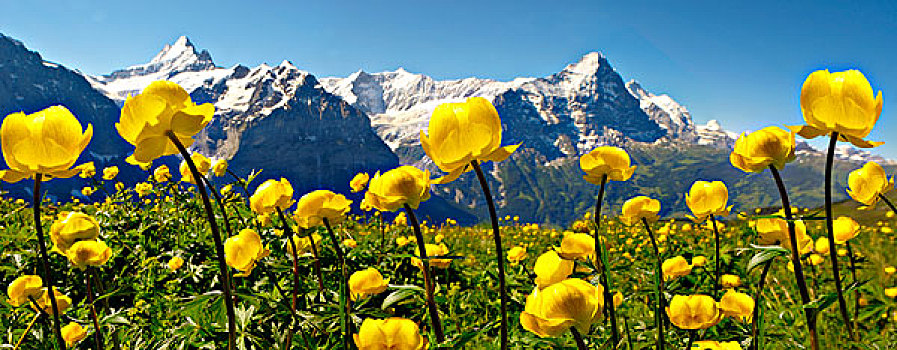 球体,花,花球,艾格尔峰,伯尔尼阿尔卑斯山,格林德威尔,瑞士,欧洲