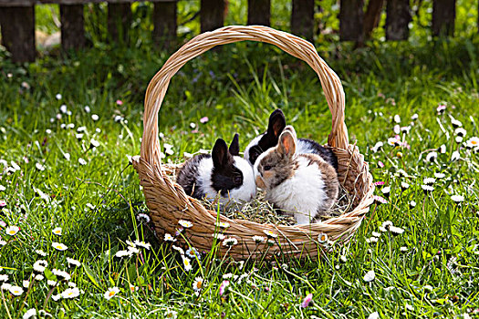 年轻,兔子,兔豚鼠属,复活节礼筐,花,草地