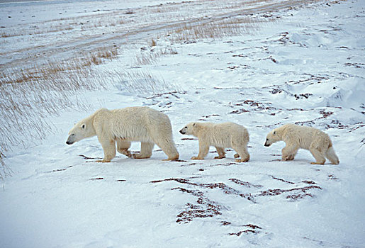 极地,熊,两个,幼兽,走,苔原