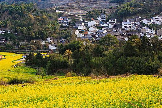 西畈,油菜花,花海,田园,梯田,春光