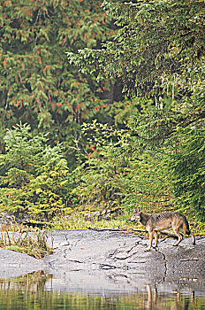 狼,大熊雨林,不列颠哥伦比亚省,加拿大