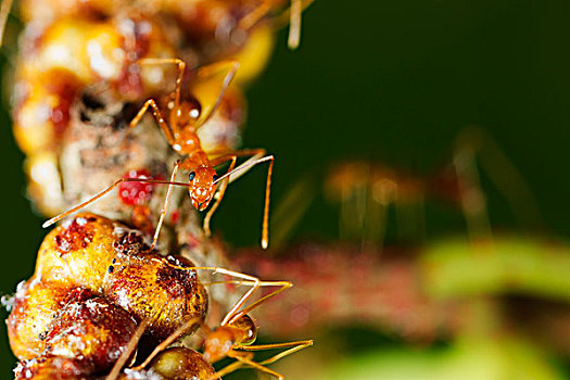 黄色,疯狂,蚂蚁,一对,保护,鳞片,昆虫,圣诞节,岛屿,国家公园,澳大利亚