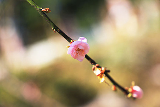 梅花