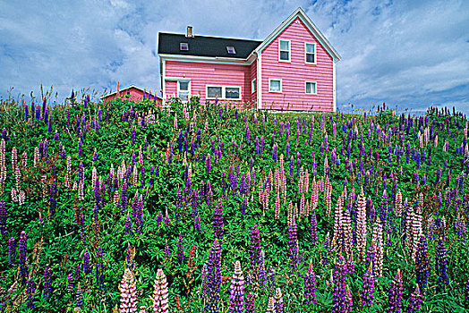 羽扇豆属植物,房子,圣玛丽,新斯科舍省,加拿大