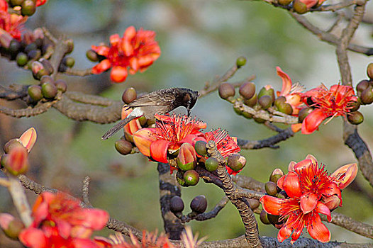 鸟,花,春天,孟加拉,达卡,二月,2007年