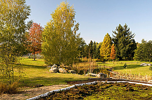 植物,花园,秋天,杜塞尔多夫,北莱茵威斯特伐利亚,德国,欧洲