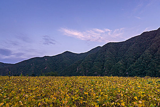 秋季山脚下的田野