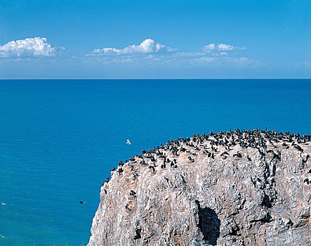 中国青海湖鸟岛