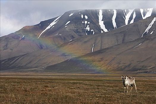 斯瓦尔巴特群岛,驯鹿,结束,彩虹,挪威