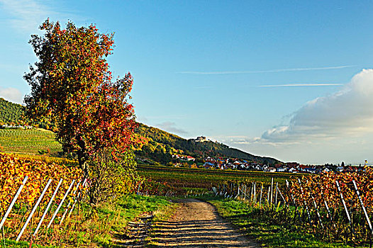 葡萄园,风景,德国,葡萄酒,路线,莱茵兰普法尔茨州