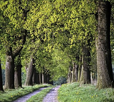 道路,小路,橡树,栎属,德国,欧洲