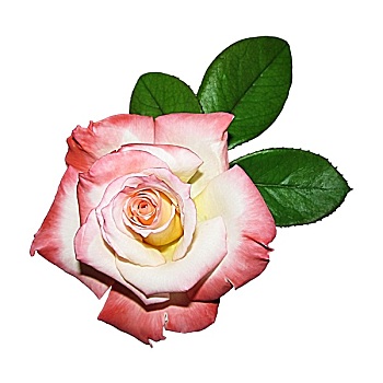 隔绝,粉红玫瑰,白色背景